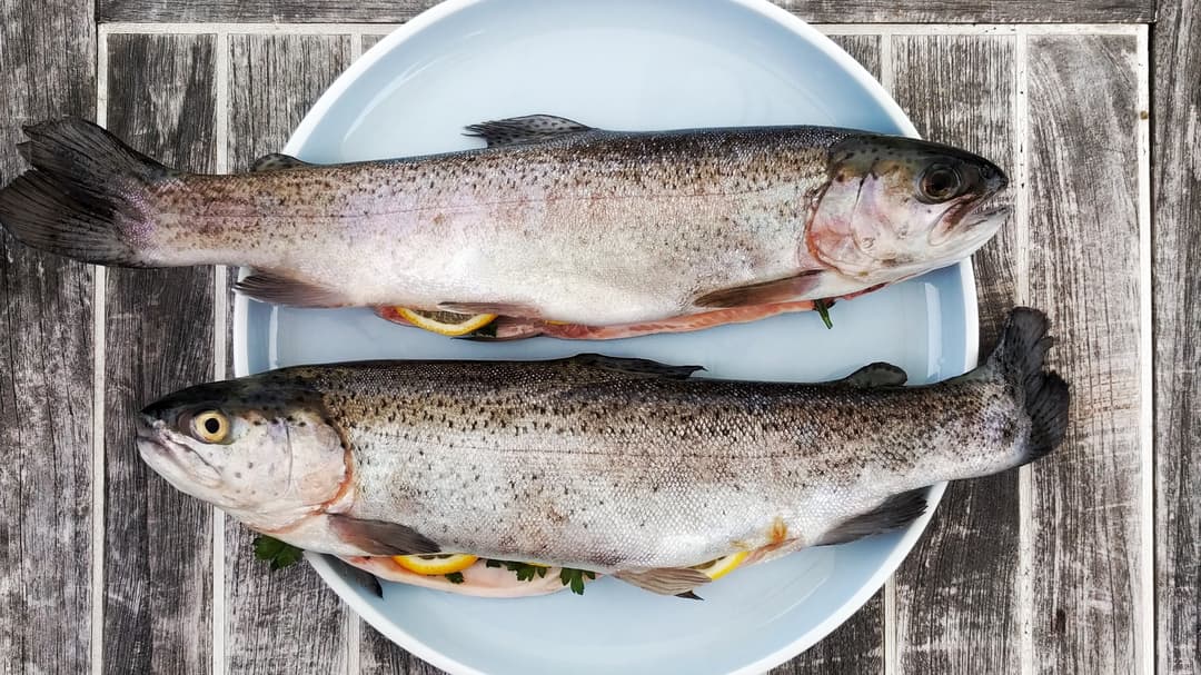 Fisk på ljusblå  tallrik