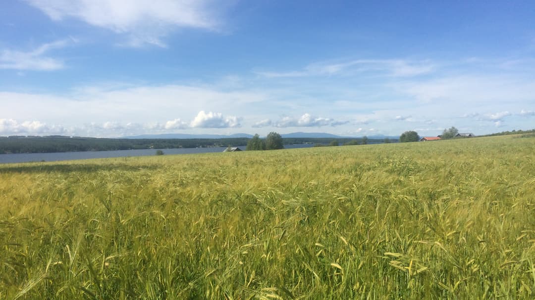 Odlingslandskap Jämtland