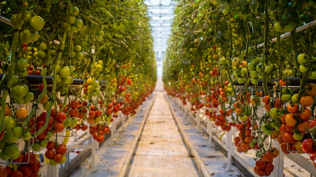 Bild på tomatodling i ett växthus 