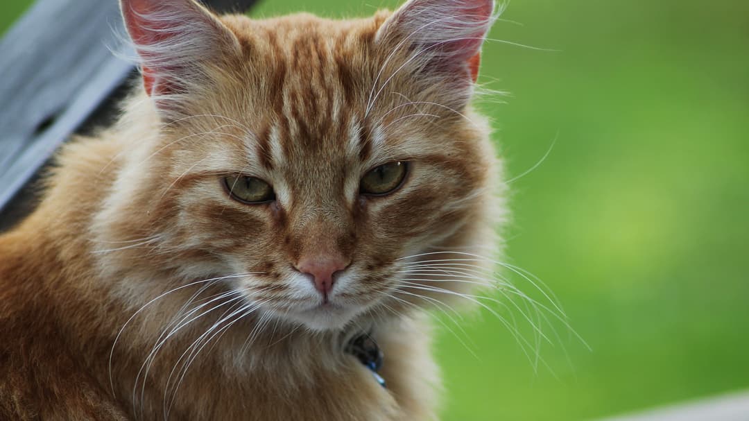 Katten tittar