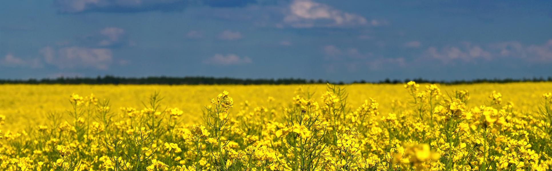 Blå himmel och gult fält i Ukraina