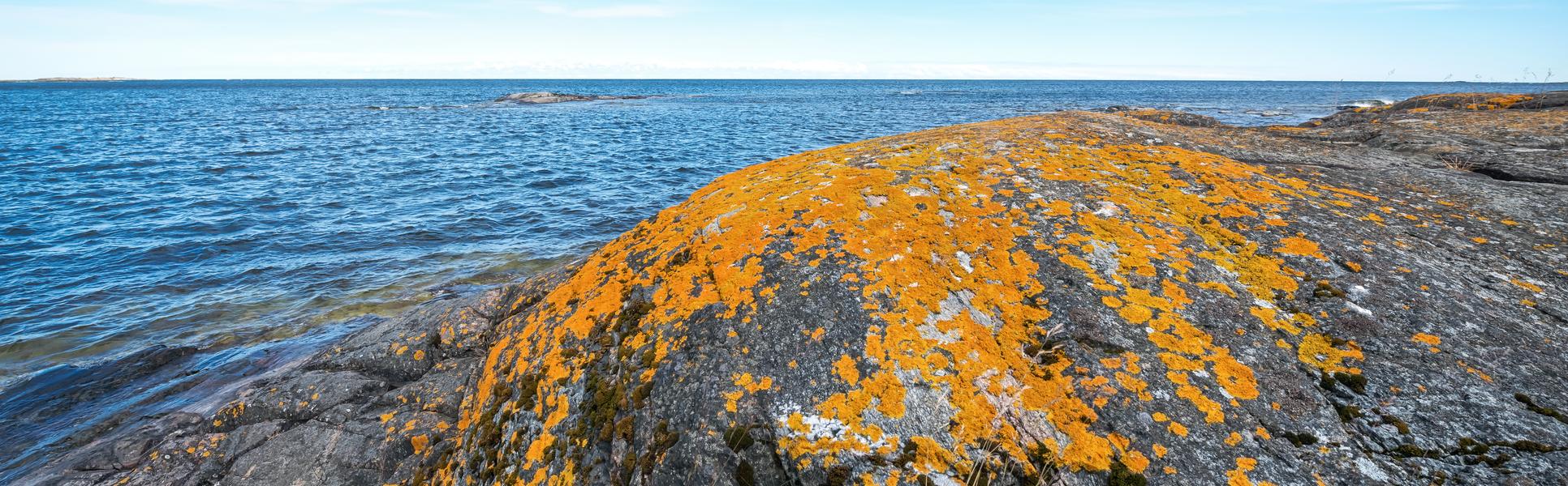 Orange moss or lava on a rock