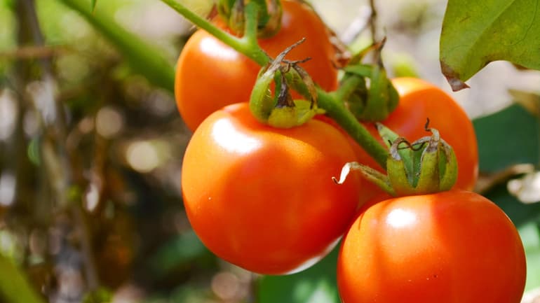 Bild av tomater i tomatodling