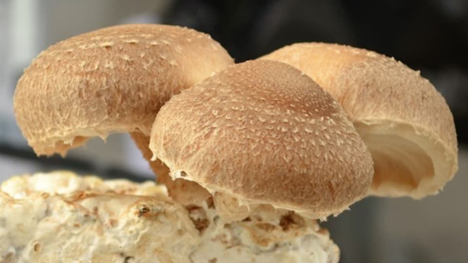 Svampproduktion inom Foodtech fermentering