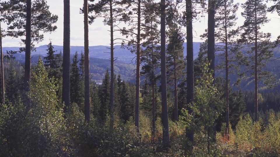 forest skog 04.jpg