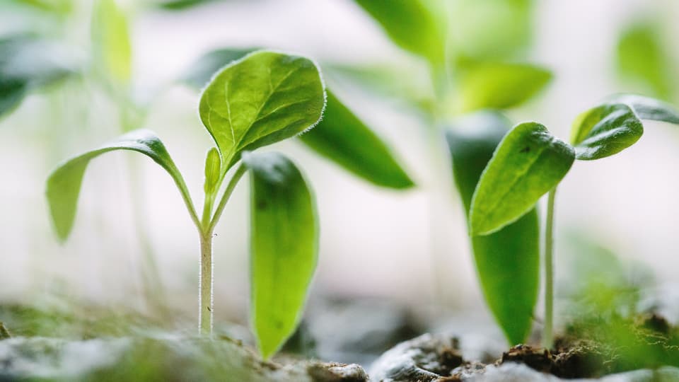 Planta - Foodtech