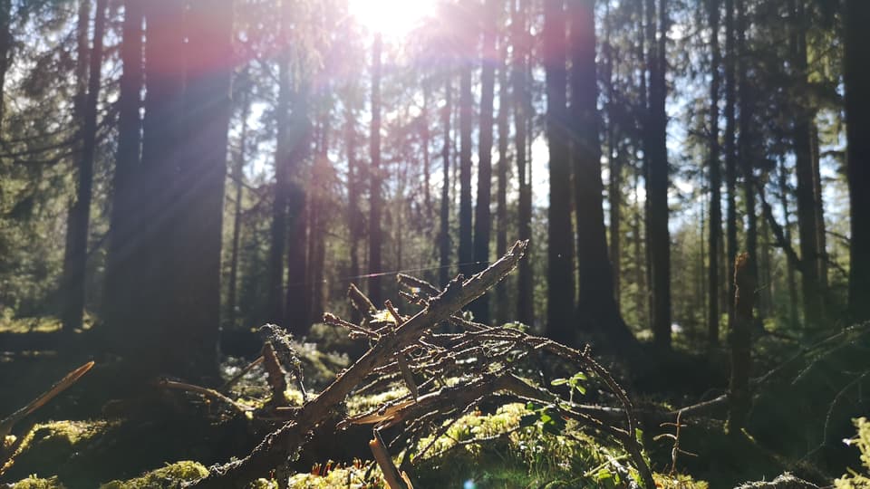 Skog