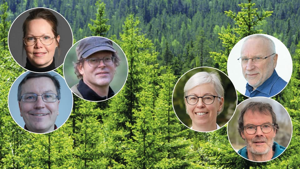 skog med sex bollar med ansikten i 