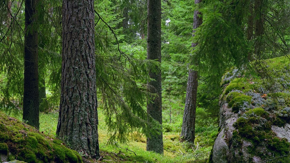 Svensk skog
