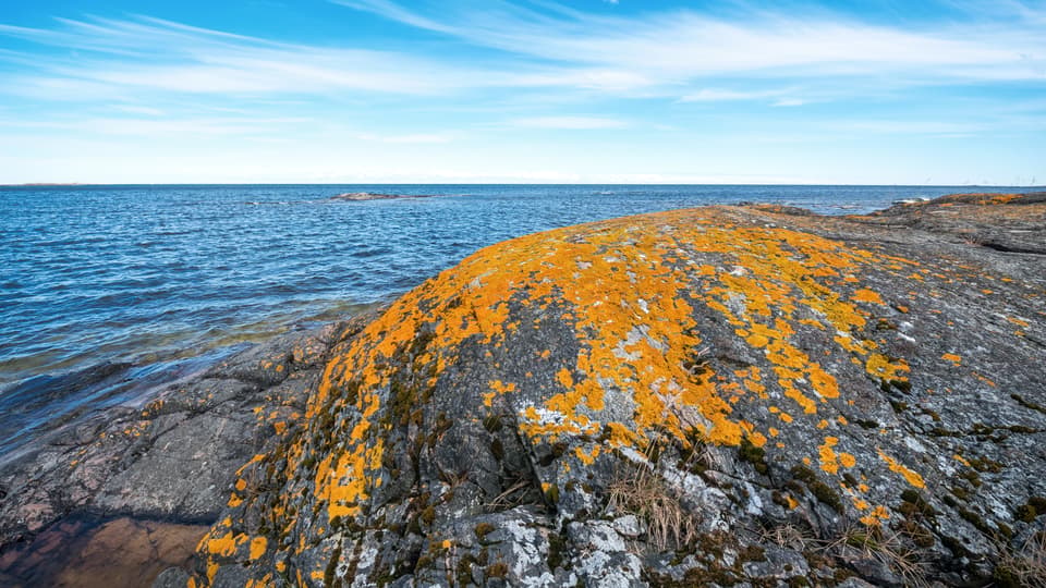11596657-orange-moss-or-lava-on-a-rock.jpg