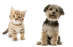 AI cat dog