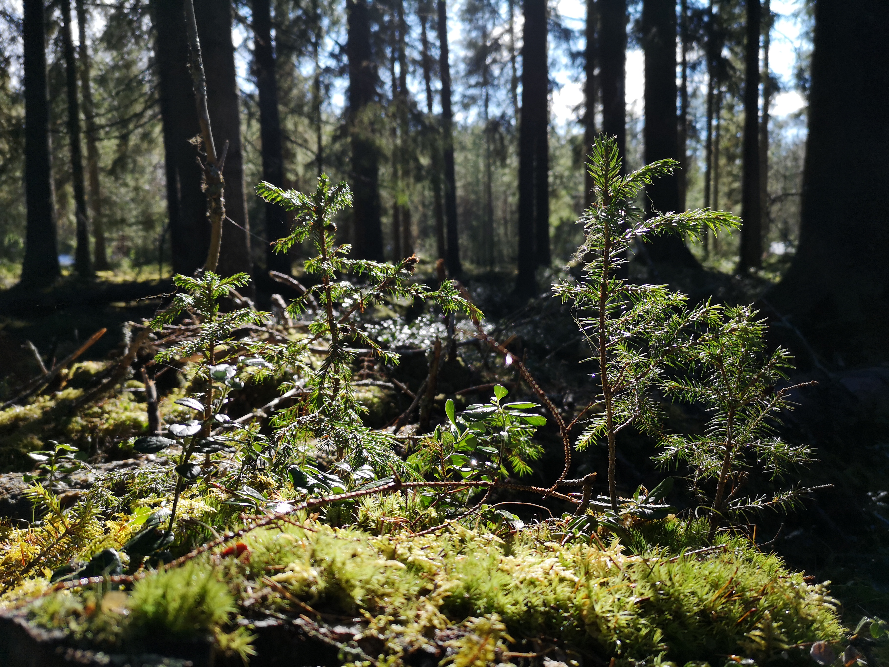Skog-Ronney Wickzell.jpg