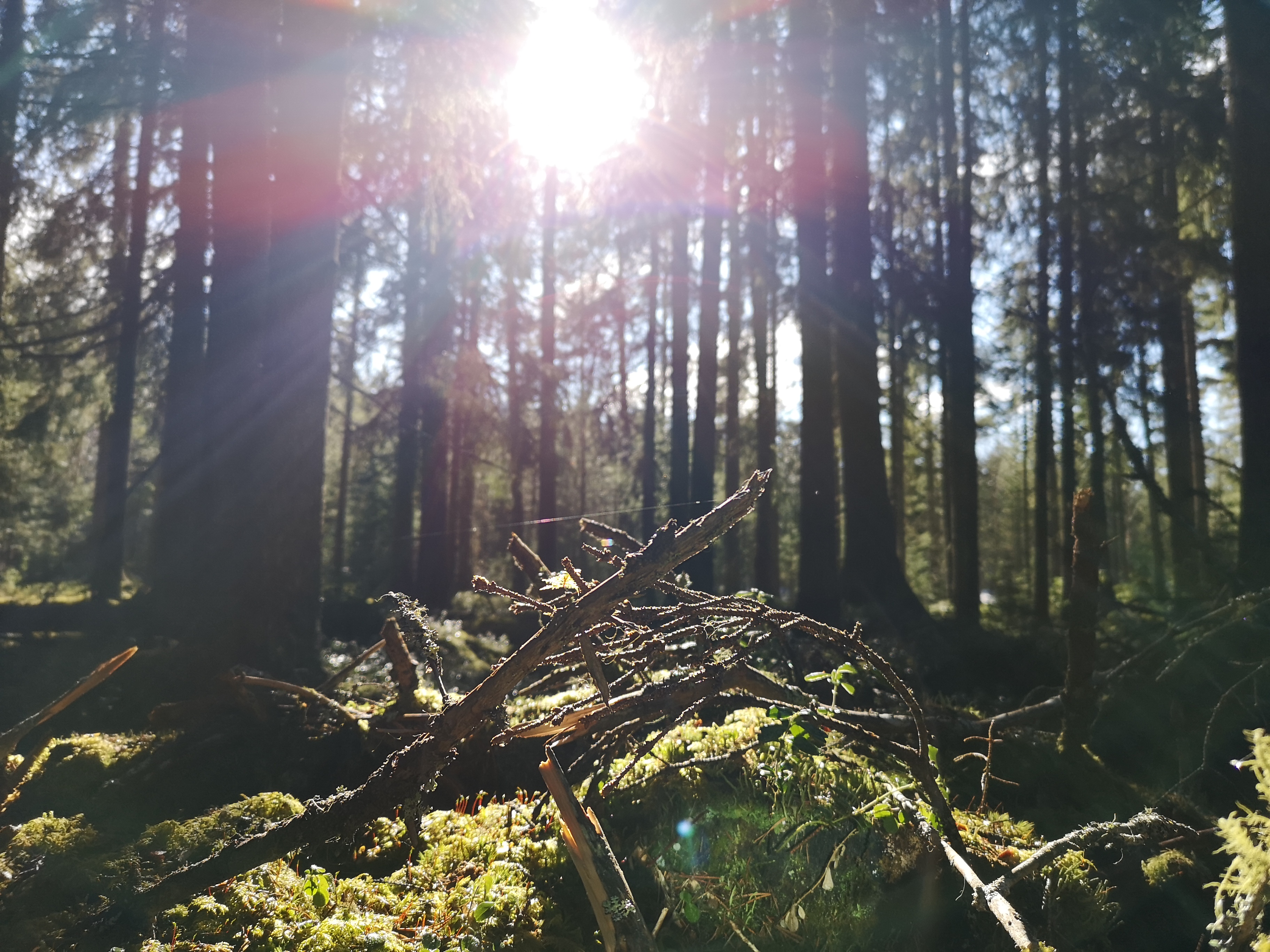 Skog