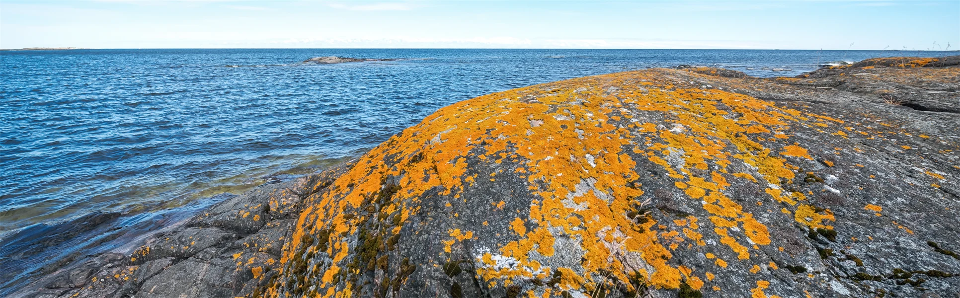Orange moss or lava on a rock