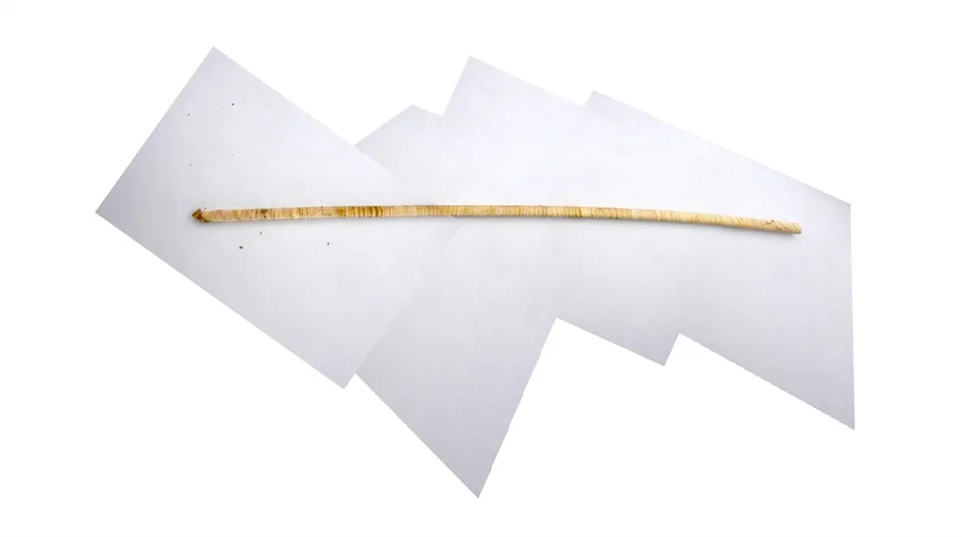 Written in the trees