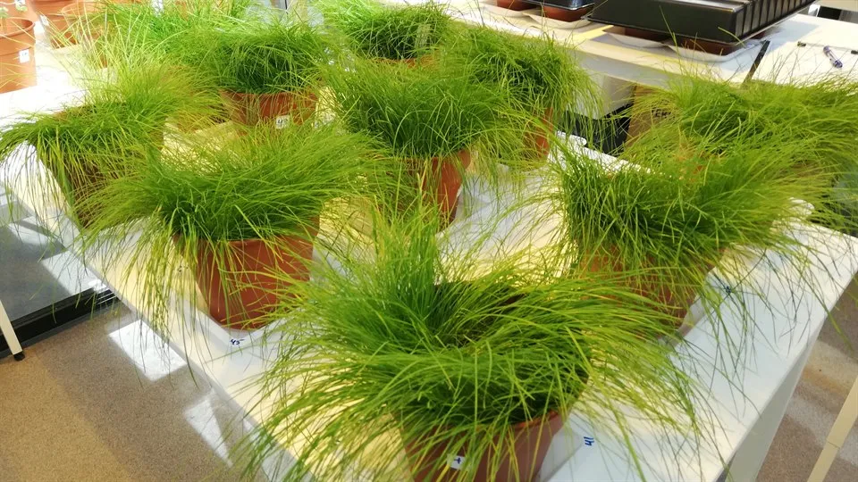 Poa annua vitgröe växt