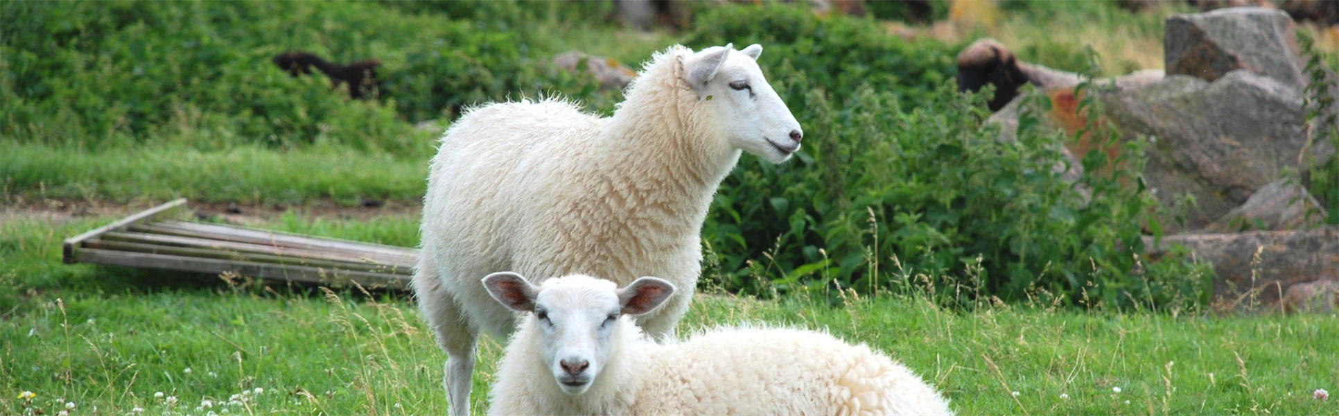 Två svenska får på västkusten