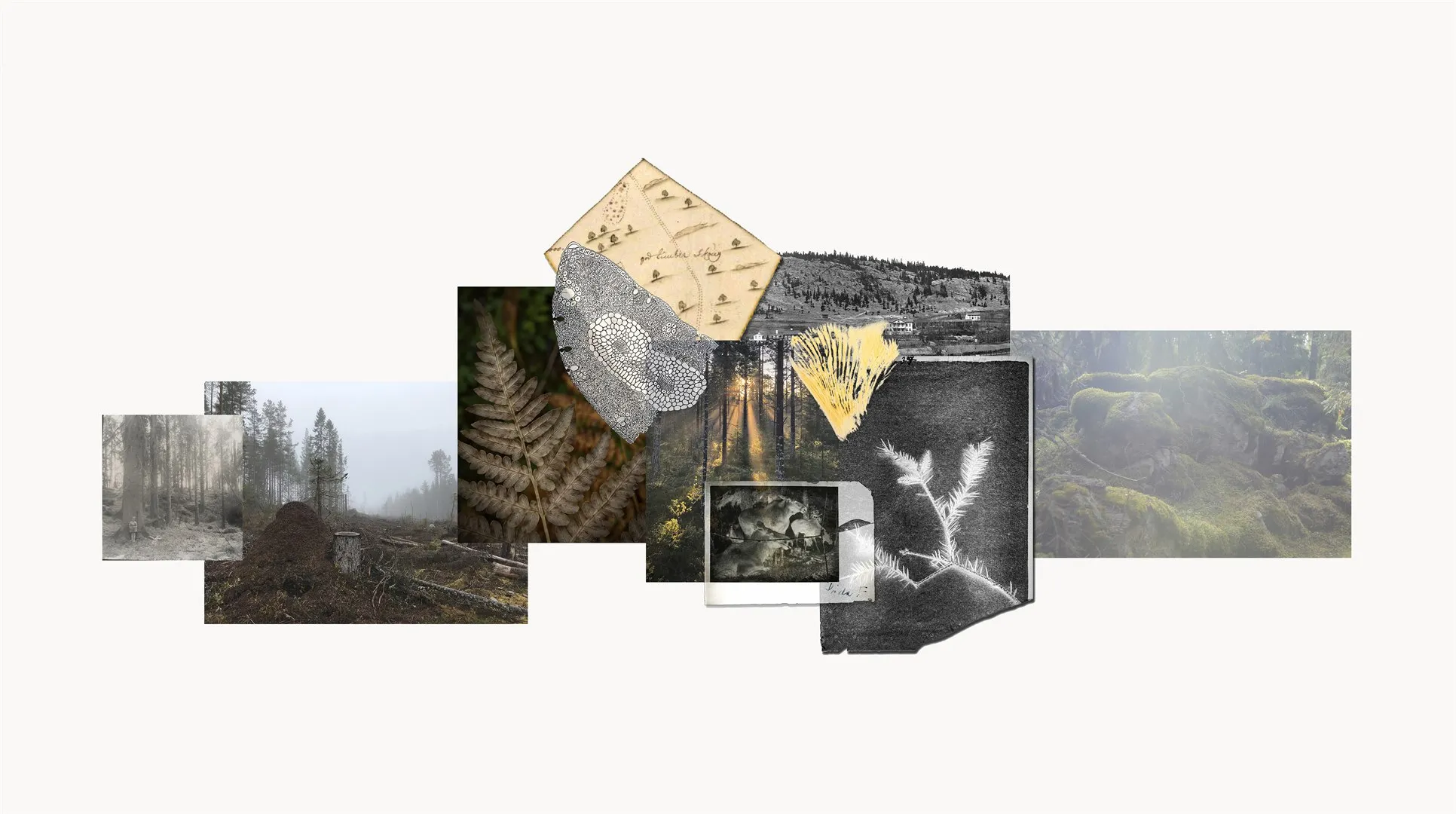 bakgrund bild Boreala bilder