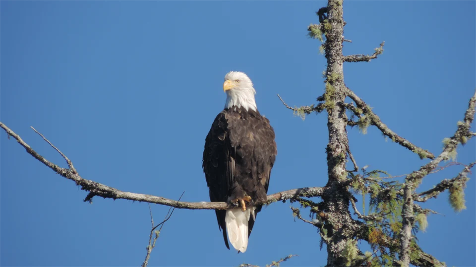 white headed eagle sitting on a branch