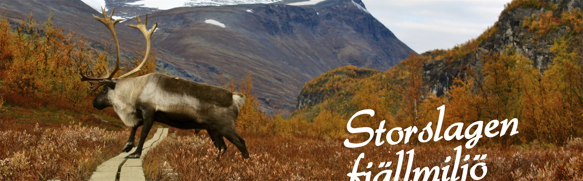 Storslagen Fjällmiljö profilbild