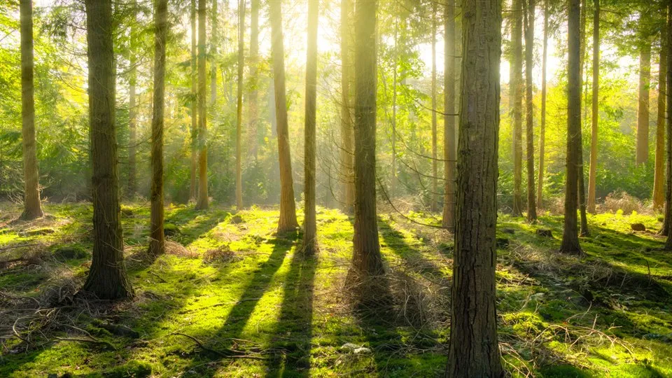 Bild på skogsglänta med tallar i motljus