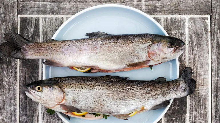 Fisk på ljusblå  tallrik