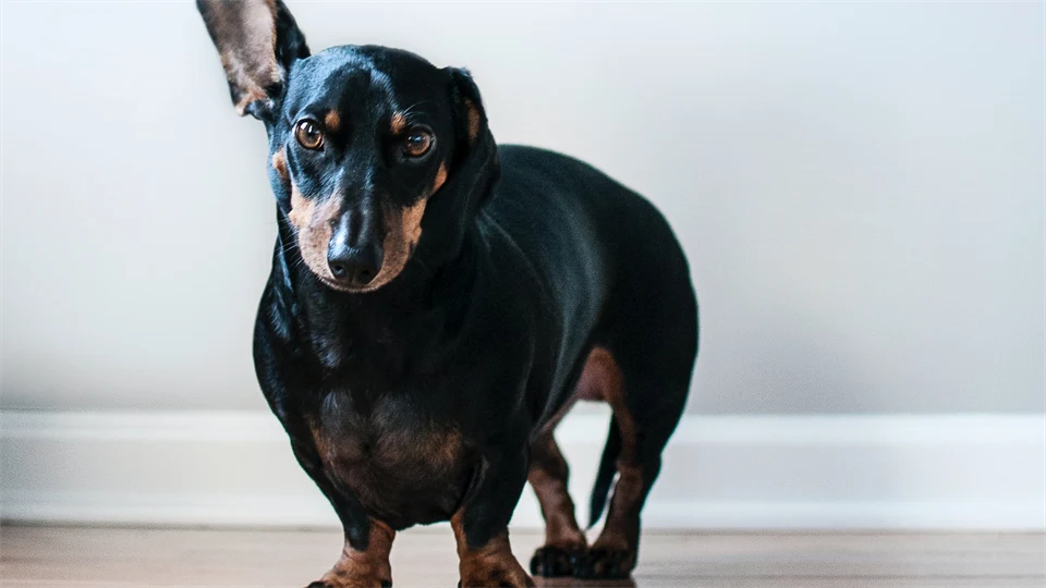 En hund som har ett öra upp. 