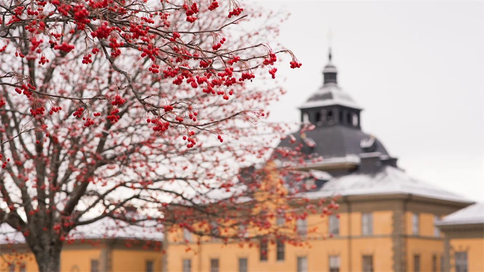 Rönnbär Campus Östersund