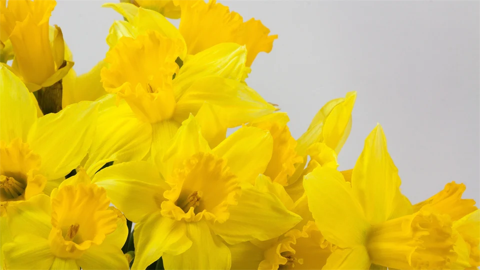 Daffodils