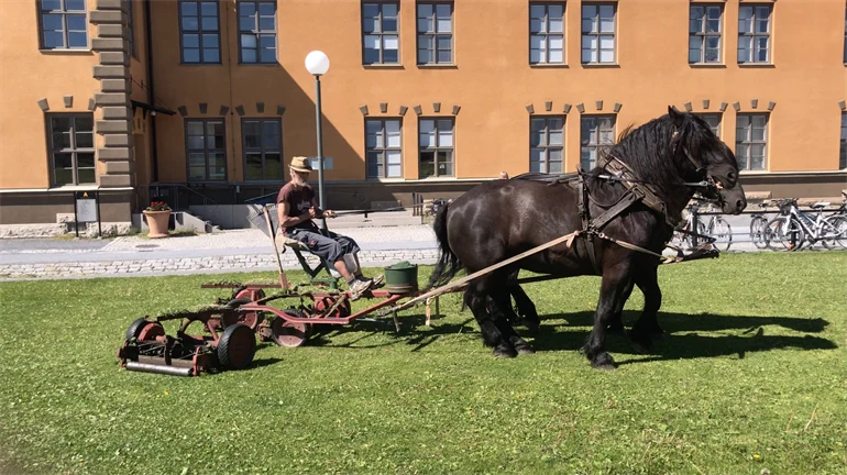 Gräsklippning med häst