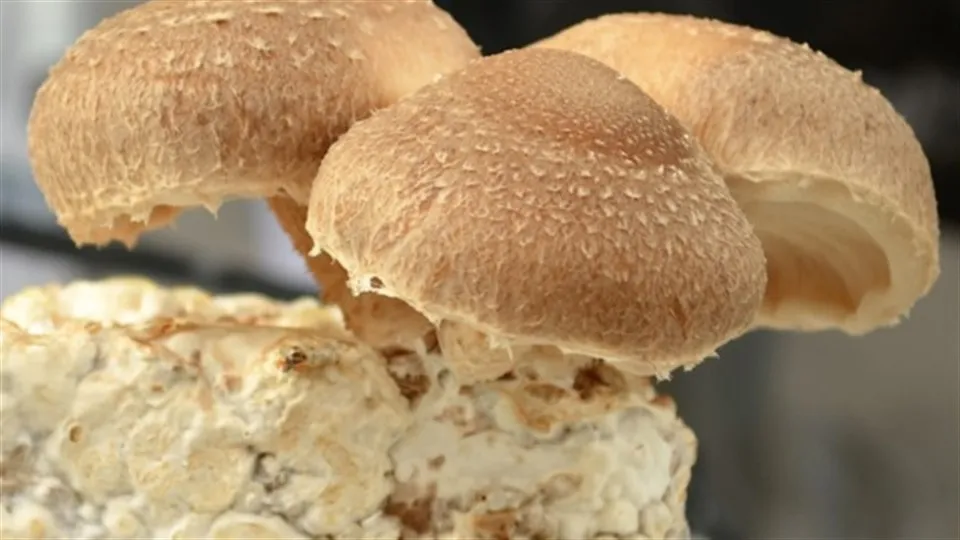 Svampproduktion inom Foodtech fermentering