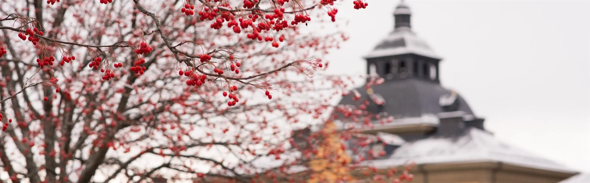 Rönnbär Campus Östersund