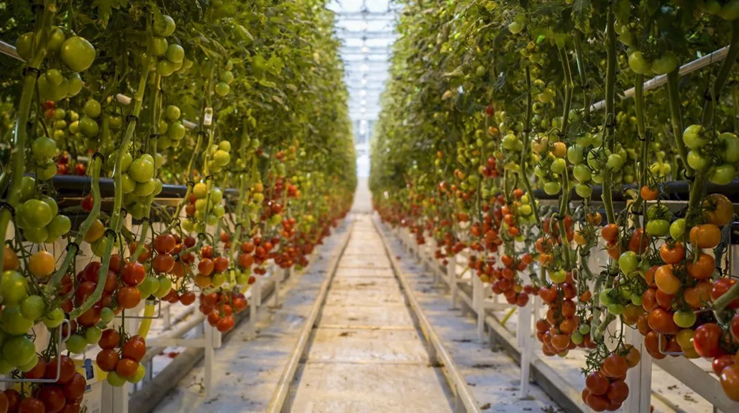 Bild på tomatodling i ett växthus 