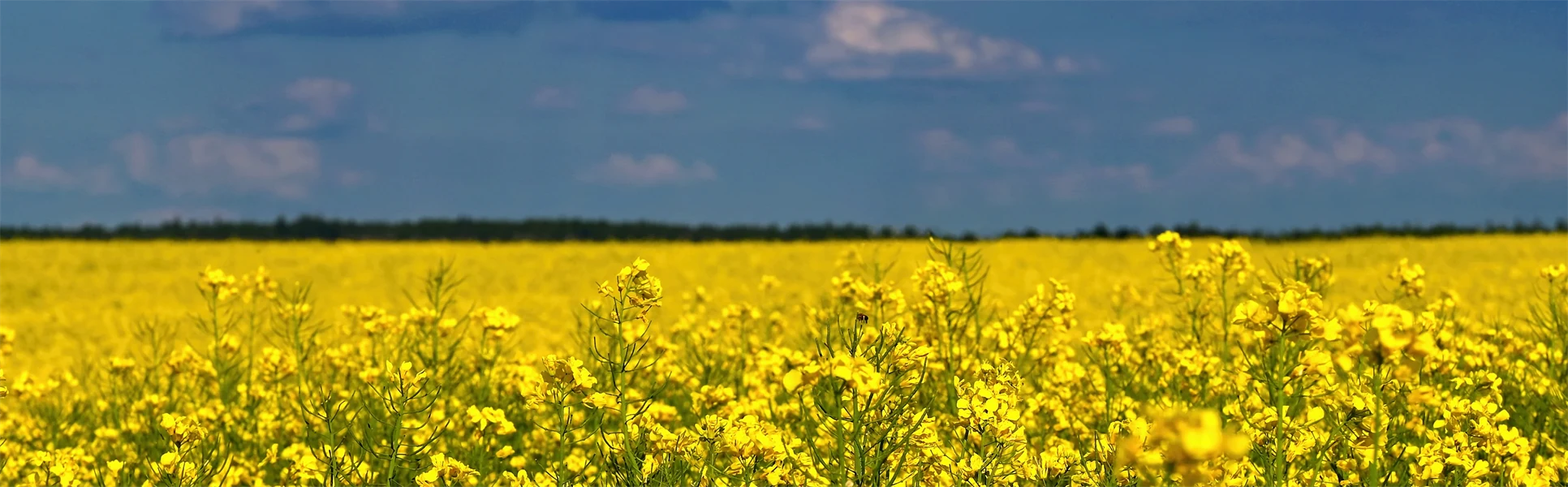 Blå himmel och gult fält i Ukraina