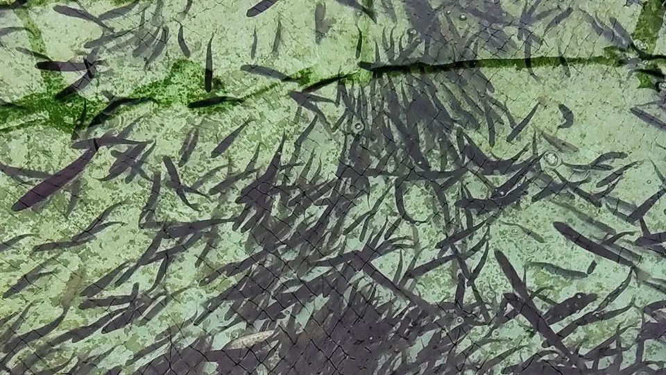 Studiebesök Omegalax