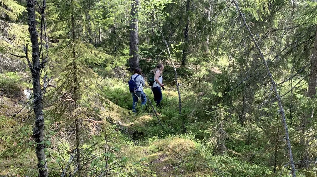 Två människor går i en gammal skog.