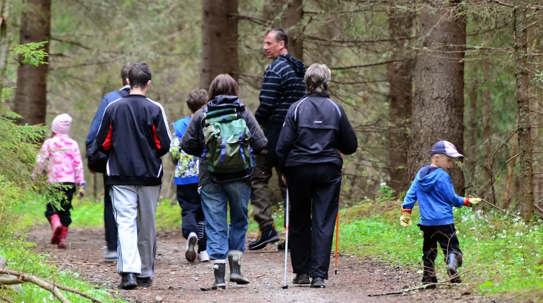 promenad vandra skog