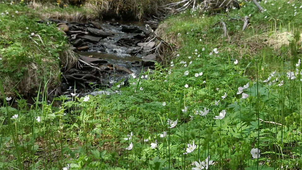 Närbild blommor och vattendrag