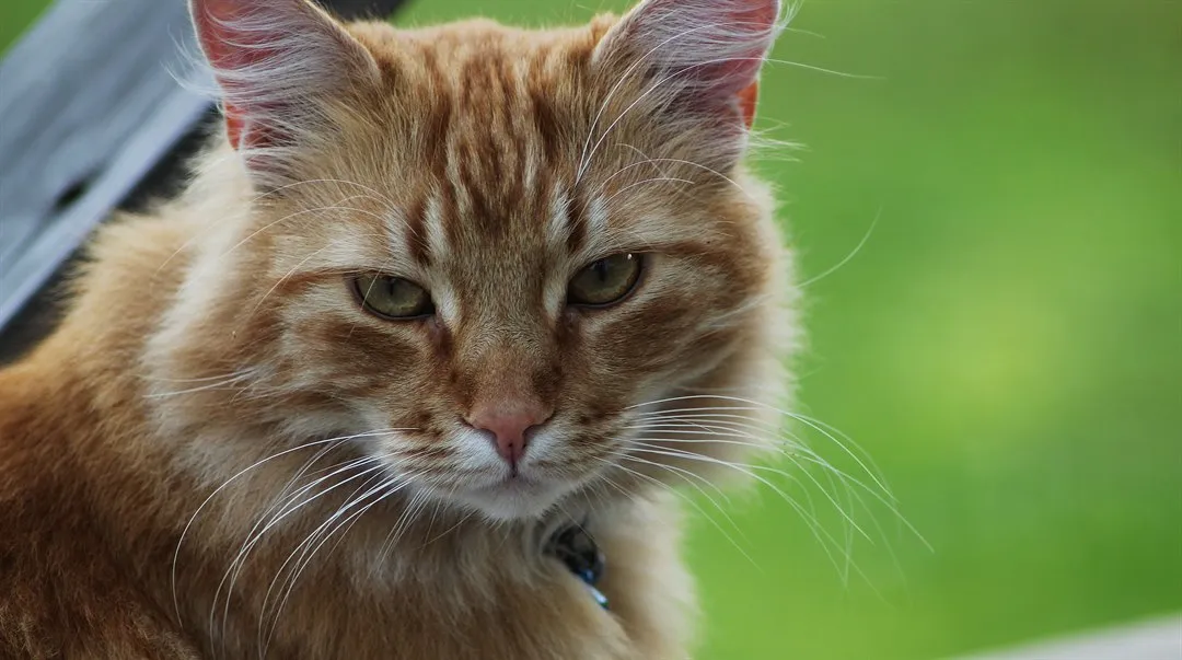 Katten tittar