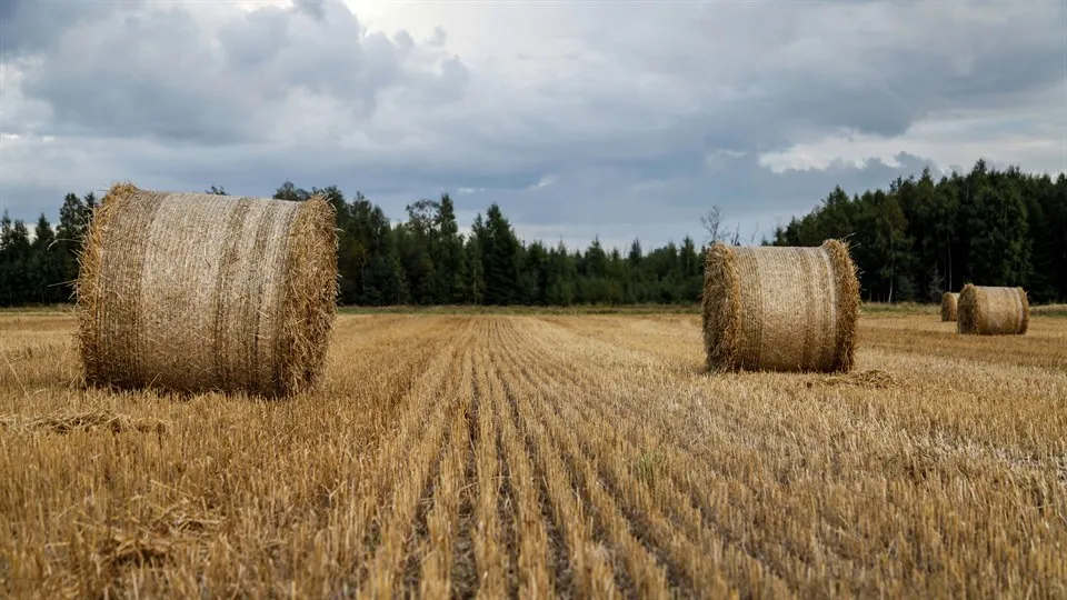 Hay