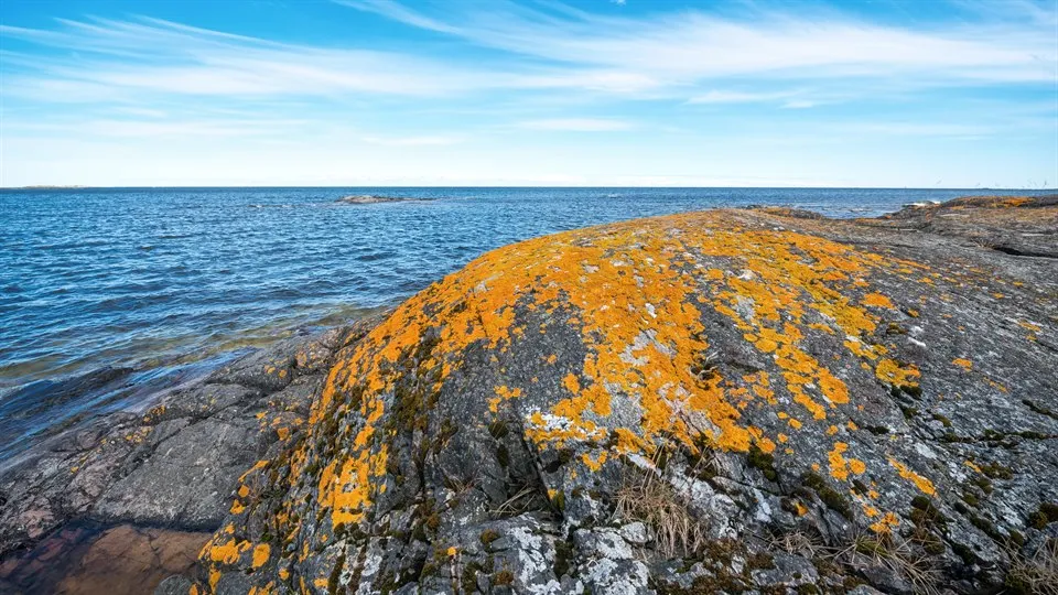 Orange moss or lava on a rock