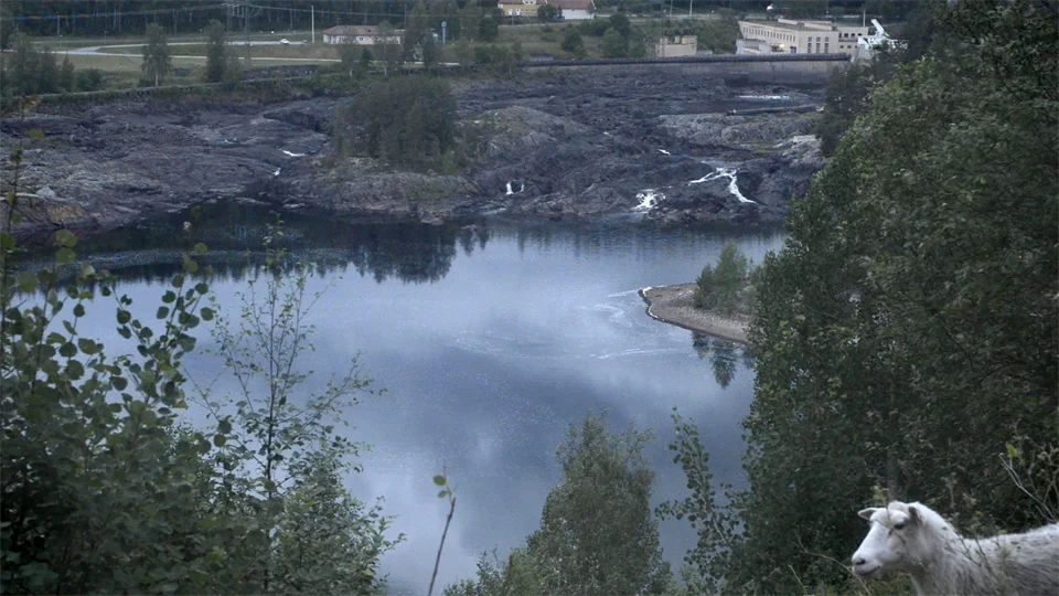 Får bredvid vattendrag