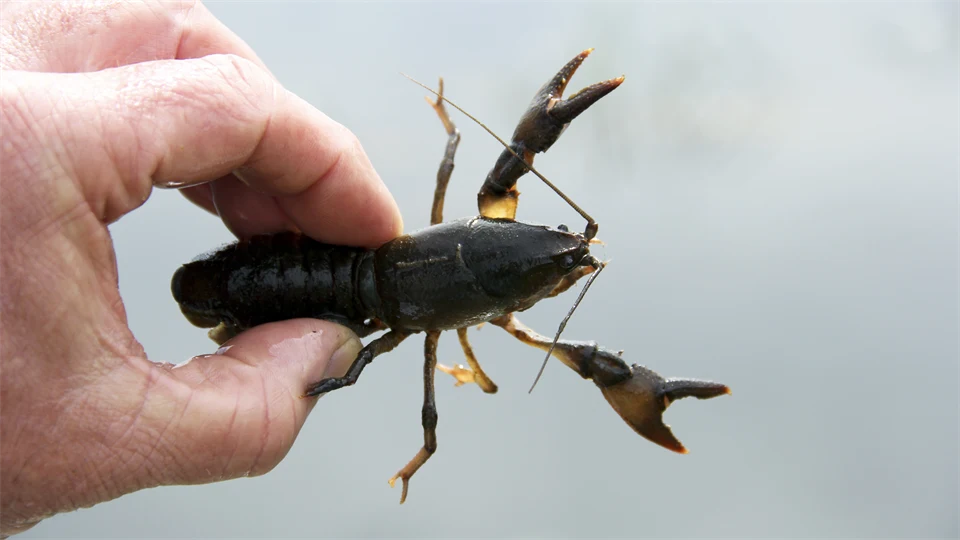 crayfish