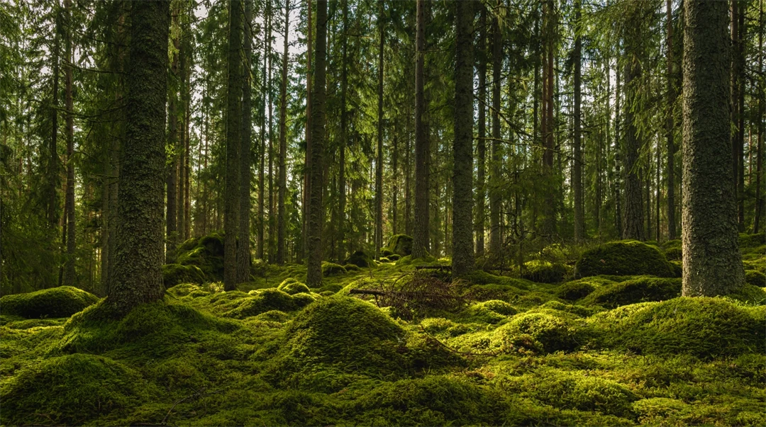 Vacker utsikt över en alvisk gran- och tallskog i Sverige, med ett tjockt lager av grön mossa som täcker stenar på skogsbotten och lite solljus som skiner genom grenarna