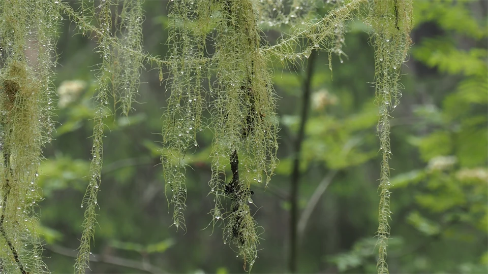 Blöta bålar av långskägg på grenar av gran i Skuleskogens nationalpark.