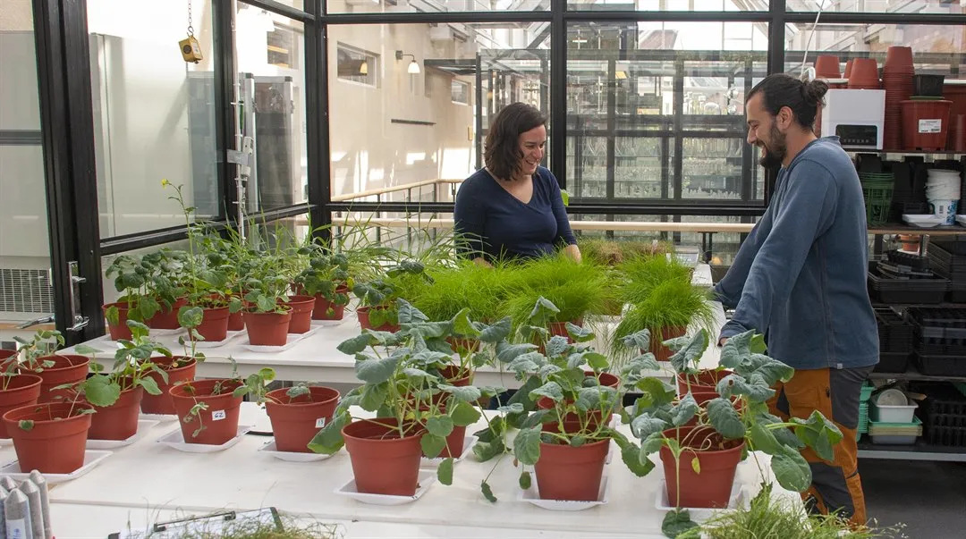 Bioremfiber Gabriela Paladino Gabriel Dupaul växthus