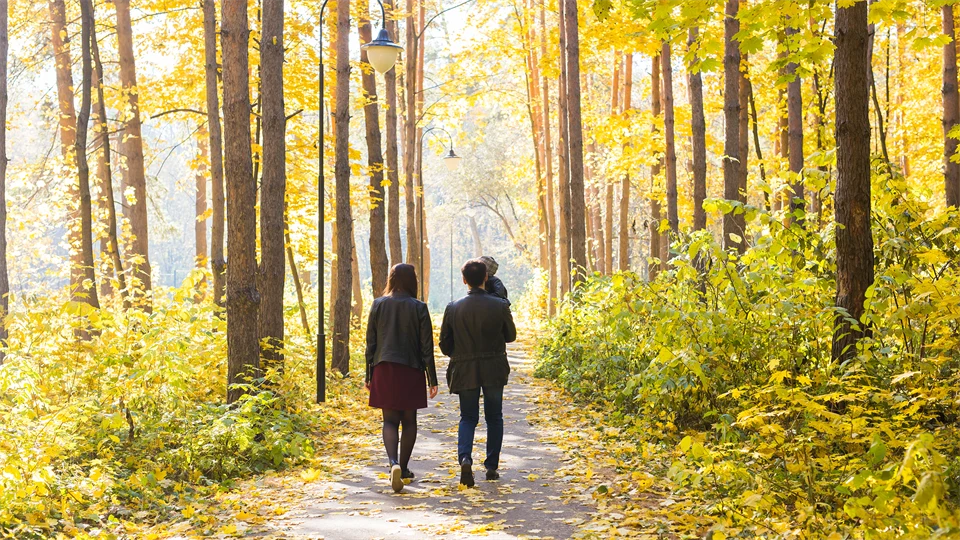 Three people are walking away from the observer i a bright forest.  
