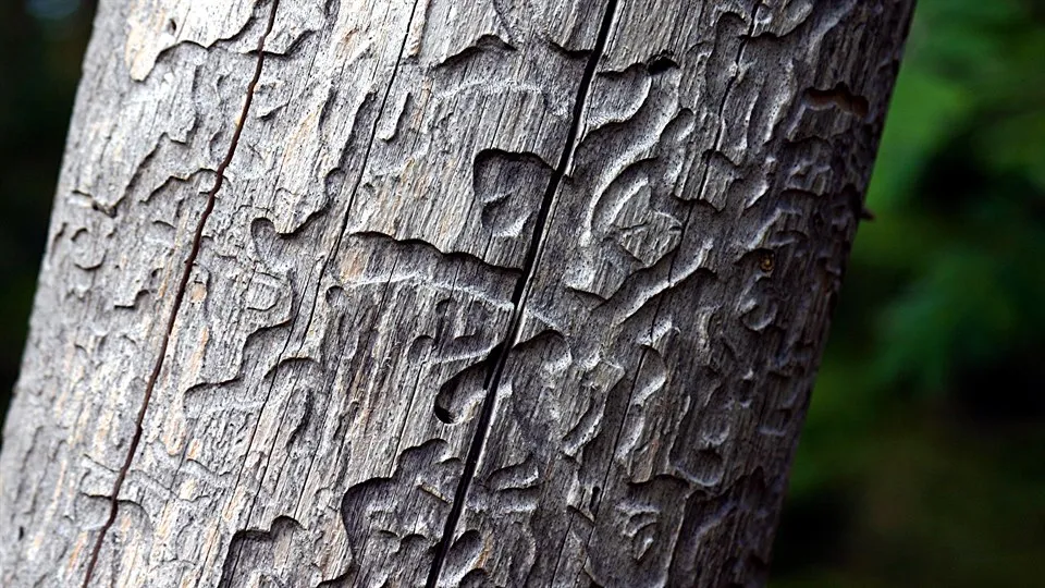 Bark