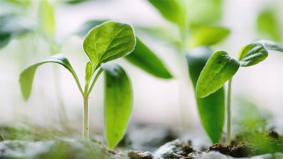 Planta - Foodtech
